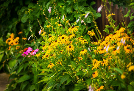 Brightly colored summer wild frowers in garden