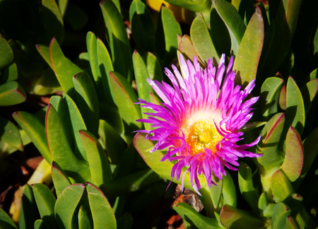 Park field of wild flowers in Californiaの写真素材