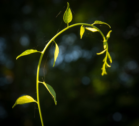 New green plant life growing in spring timeの写真素材