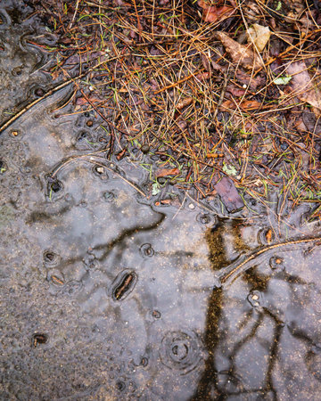 fall rain on cement drive with October debris