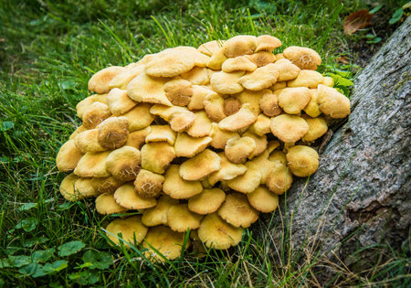 Wild Mushrooms batch growing on tree stump