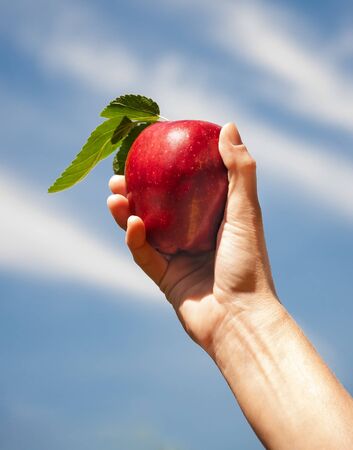Hand picked ripe red apple from apple orchardの写真素材