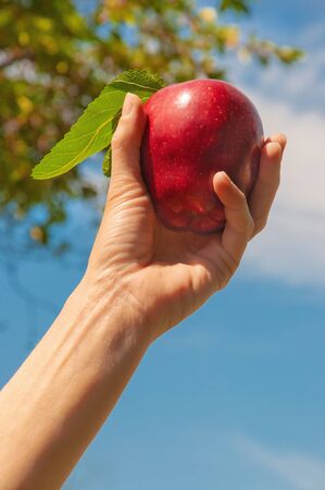 Hand picked ripe red apple from apple orchardの写真素材