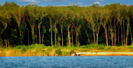 Woods on shore of south Detroit River