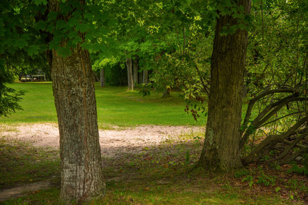 Large tree stand in Michigan park in summerの写真素材