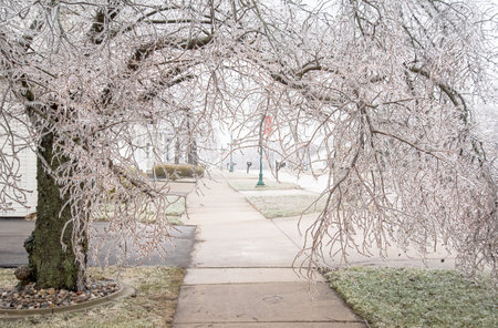 Feb 2023 winter ice storm covers trees and wires in Michiganの写真素材