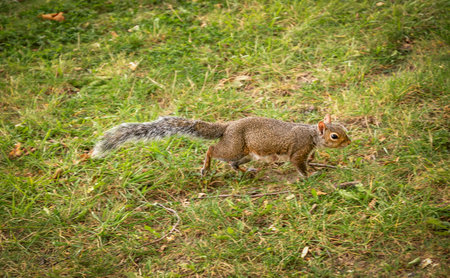 Squirrel running across park lawn lloking for fallen nuts fron trees