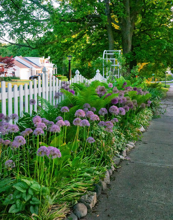 Brightly colored summer wild frowers in garden fenceの写真素材