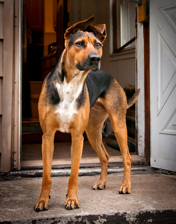Family pet dog on gaurd watching over home and familyの写真素材
