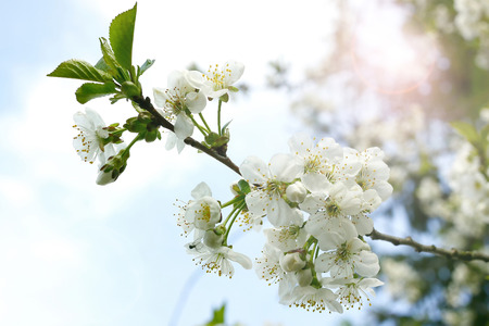 White cherry blossoms with a shining sunの写真素材