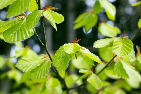 Spring beech twigの写真素材
