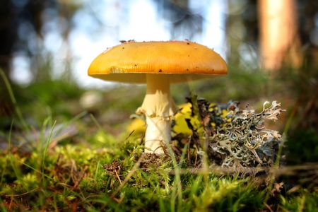 Autumn poisonous mushroomsの写真素材