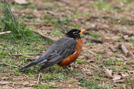Red Robin Standing on Ground