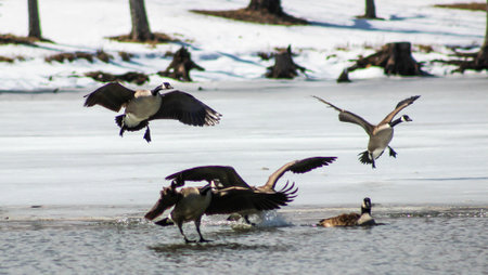 Geese on Frozon Lakeの写真素材