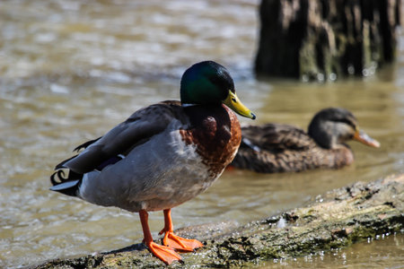 Duck Standing on Logの写真素材