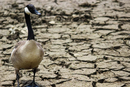 Goose on Dry Landの写真素材