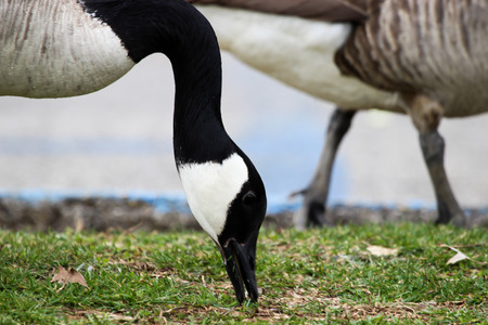 Goose Feeding in Grassの写真素材