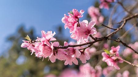 Spring flower blossom