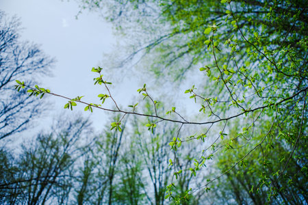 Green thin branch of the tree