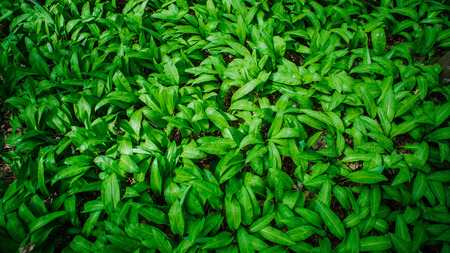 grassの写真素材