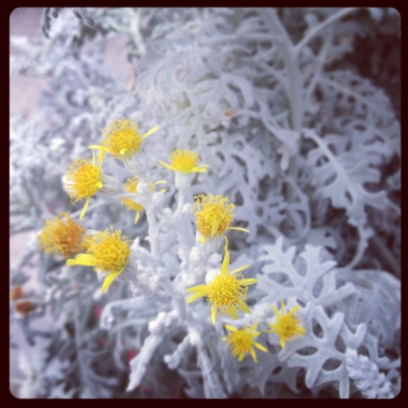 Yellow flower with real grey leavesの素材