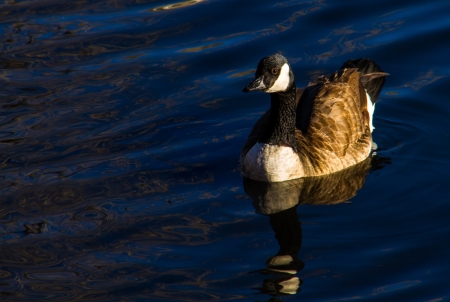Canada gooseの写真素材