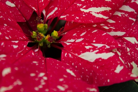 Closekup of flower bud on a Red Glitter Poinsettiaの写真素材