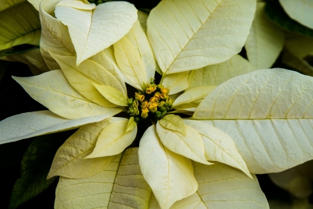 Closeup of white poinsettia and yellow budsの写真素材