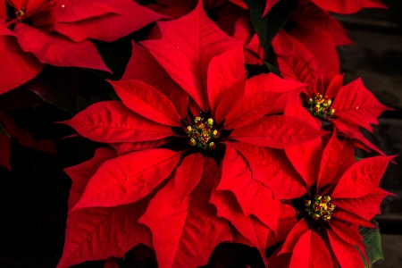 Beautiful red poinsettia with yellow budsの写真素材