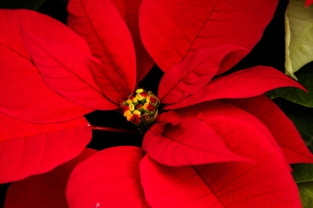 Colorful poinsettias in a green houseの写真素材