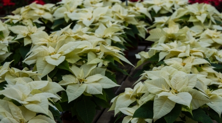 Table of white poinsettias in a green houseの写真素材