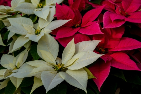 Landscape shot of mixed colorful white and red poinsettiasの写真素材