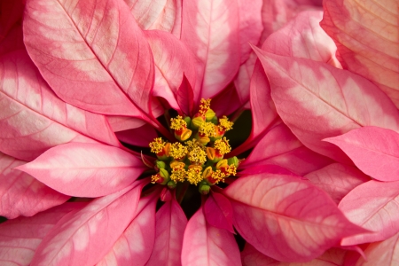 Closeup shot landscape of pink marble Poinsettia and yellow budsの写真素材