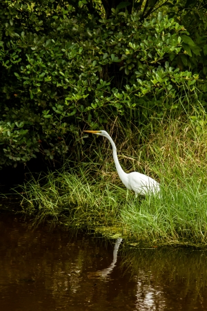 A white Great Egret stands on a steam bank looking for his next mealの写真素材