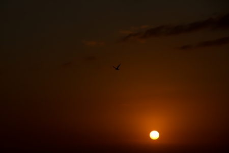 A single seagull glides across the ocean during a calm night with an orange sky and the setting sunの写真素材