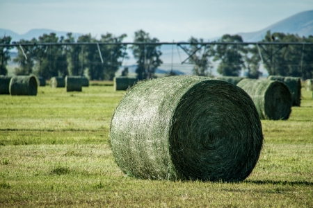 Round hay bales and wheel lines on a farmの写真素材