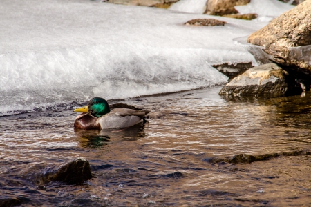 Male green head Mallard duck  with mouth open swims on stream in winter with ice and bouldersの写真素材