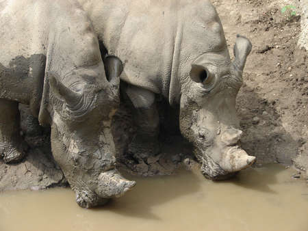 Rhionos Drinkingの写真素材