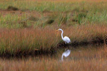 Whte Heron in Maine Marshの写真素材