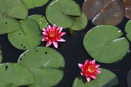 Red Water Liliesの写真素材