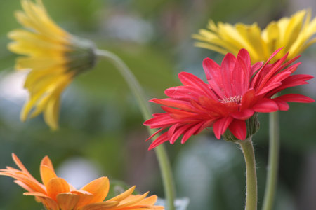 African Daiseysの写真素材