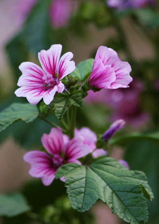 Malviaの写真素材