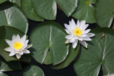 White Water Liliesの写真素材