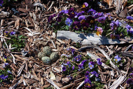 Plover Eggs with Viola Bloomsの写真素材