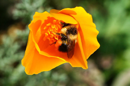 Bumble Bee gathering pollen