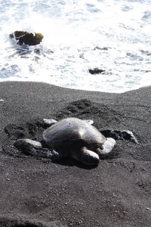 sea turtle on black sand beachの写真素材