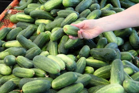 organic green cucumbers at a marketの写真素材