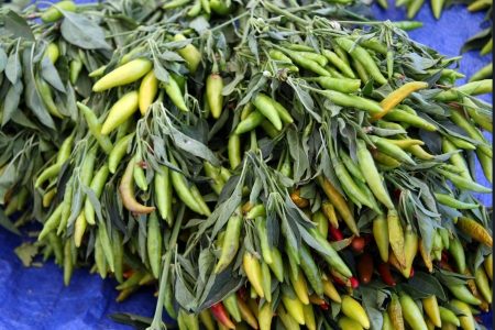 hot organic yellow and green chili peppersの写真素材