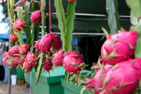 fresh organic dragon fruit at a farmer s marketの写真素材