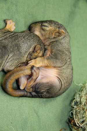 Newborn baby squirrelsの写真素材